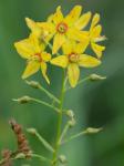 Lysimachia terrestris (L.) B.S.P.