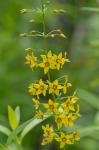 Lysimachia terrestris (L.) B.S.P.