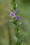 Lythrum alatum Pursh