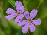 Lythrum alatum Pursh