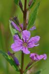 Lythrum alatum Pursh