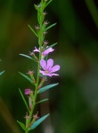 Lythrum alatum Pursh
