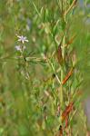 Lythrum lanceolatum Elliott