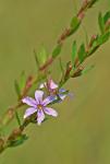 Lythrum lanceolatum Elliott