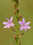 Lythrum lanceolatum Elliott