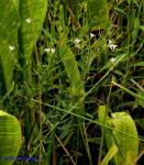 Lythrum lineare L.