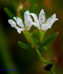 Lythrum lineare L.