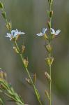 Lythrum lineare L.