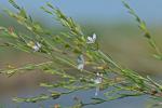 Lythrum lineare L.