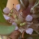 Lythrum portula (L.) D.A. Webb