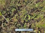 Lythrum portula (L.) D.A. Webb