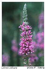 Lythrum salicaria L.