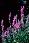 Lythrum salicaria L.