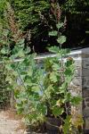 Macleaya cordata (Willd.) R. Brown