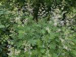Macleaya cordata (Willd.) R. Brown
