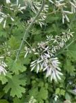 Macleaya cordata (Willd.) R. Brown