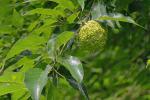 Maclura pomifera (Raf.) Schneid.