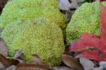 Maclura pomifera (Raf.) Schneid.