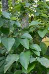 Magnolia acuminata (L.) L.