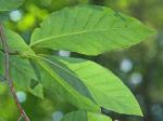 Magnolia acuminata (L.) L.