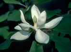 Magnolia fraseri Walt.