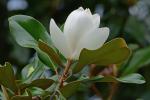 Magnolia grandiflora L.