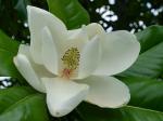 Magnolia grandiflora L.