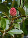 Magnolia grandiflora L.