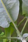 Magnolia macrophylla Michx.