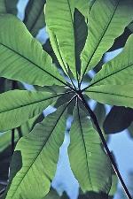 Magnolia tripetala (L.) L.