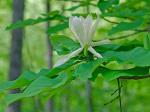 Magnolia tripetala (L.) L.