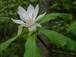 Magnolia tripetala (L.) L.