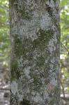 Magnolia virginiana L.
