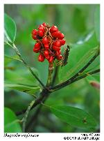 Magnolia virginiana L.
