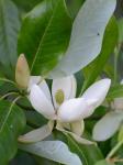 Magnolia virginiana L.