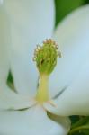 Magnolia virginiana L.