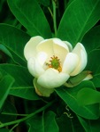 Magnolia virginiana L.