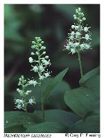 Maianthemum canadense Desf.