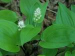 Maianthemum canadense Desf.