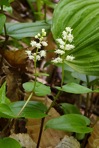 Maianthemum canadense Desf.