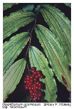 Maianthemum racemosum (L.) Link
