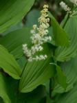 Maianthemum racemosum (L.) Link