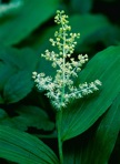 Maianthemum racemosum (L.) Link
