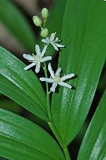 Maianthemum stellatum (L.) Link