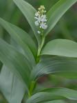 Maianthemum stellatum (L.) Link
