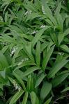 Maianthemum stellatum (L.) Link