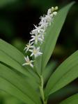 Maianthemum stellatum (L.) Link