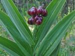 Maianthemum stellatum (L.) Link