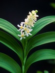 Maianthemum stellatum (L.) Link