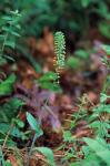 Malaxis bayardii Fern.